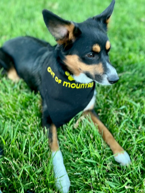 Dog Bandana